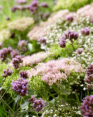 Gemengde vaste planten