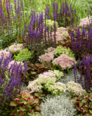 Mixed perennials