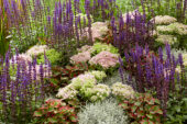 Mixed perennials