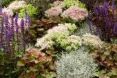 Mixed perennials