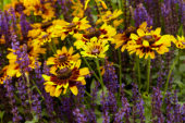 Salvia nemorosa, Rudbeckia hirta Giggling SmileyZâ„¢ Salvia nemorosa, Rudbeckia hirta Giggling SmileyZâ„¢