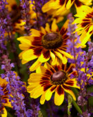 Salvia nemorosa, Rudbeckia hirta Giggling SmileyZâ„¢ Salvia nemorosa, Rudbeckia hirta Giggling SmileyZâ„¢