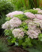 Sedum spectabile Brillant