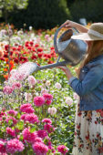 Watering Dahlia garden