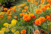 Tagetes patula Bonanza
