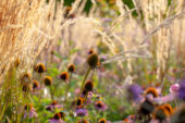 Echinacea seedheads