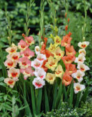 Gladiolus Little Flowering mixed
