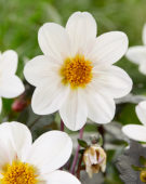 Dahlia Dahlegria® White Dahlia Dahlegria® White