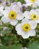 Anemone Elfin Swan