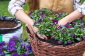Het planten van viooltjes