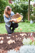 Young lady planting flower bulbs