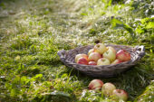 Geplukte appels in boomgaard