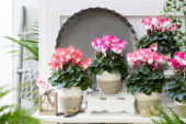 Cyclamen Indiaka® collectie