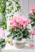 Cyclamen Metis® Victoria Deco