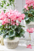 Cyclamen Metis® Victoria Deco