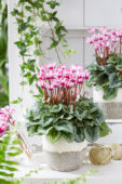 Cyclamen Metis® Origami® Decora