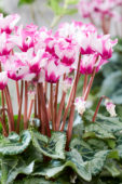 Cyclamen Metis® Origami® Decora