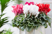 Cyclamen Metalis® Mix