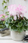 Cyclamen Halios® Blush Intense