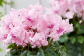 Cyclamen Falbala® Light  Rose