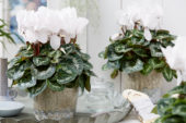 Cyclamen Latina® Pure White
