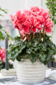 Cyclamen Curly® Litchi® Rose