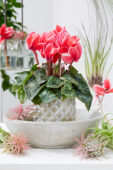 Cyclamen Tianis® Fantasia® Red