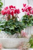 Cyclamen Tianis® Fantasia® Deep Magenta