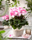 Cyclamen Indiaka® Rose