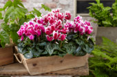 Cyclamen Tianis® Fantasia® combinatie