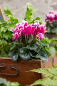 Cyclamen Tianis® Fantasia® Deep Rose