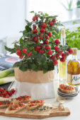 Solanum lycopersicum Pillar Tomatoes™ F1 Catch Red Solanum lycopersicum Pillar Tomatoes™ F1 Catch Red