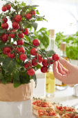 Solanum lycopersicum Pillar Tomatoes™ F1 Catch Red Solanum lycopersicum Pillar Tomatoes™ F1 Catch Red