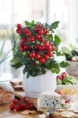 Solanum lycopersicum Ponchi™ F1 Solanum lycopersicum Ponchi™ F1