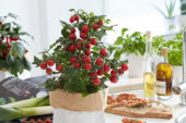 Solanum lycopersicum Pillar Tomatoes™ F1 Catch Red