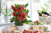 Solanum lycopersicum Ponchi™ F1 Solanum lycopersicum Ponchi™ F1