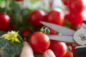 Solanum lycopersicum Ponchi™ F1 Solanum lycopersicum Ponchi™ F1