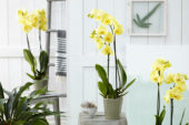 Phalaenopsis Colorchid Yellow