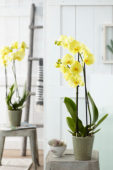 Phalaenopsis Colorchid Yellow