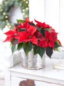 Poinsettia in winter ambiance
