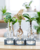 Kamerplanten combinatie