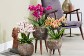 Phalaenopsis combinatie
