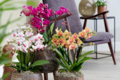 Phalaenopsis combination