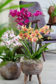 Phalaenopsis combination