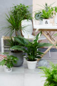 Indoor plant collection