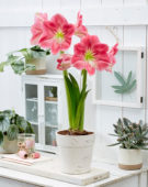 Hippeastrum Candy Floss