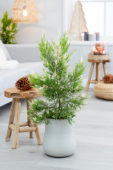 Cupressus macrocarpa Snowcrest® Cupressus macrocarpa Snowcrest®