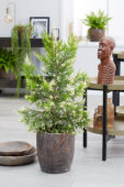 Cupressus macrocarpa Snowcrest® Cupressus macrocarpa Snowcrest®