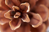Pine cone