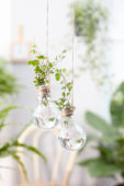 House plants in light bulbs
